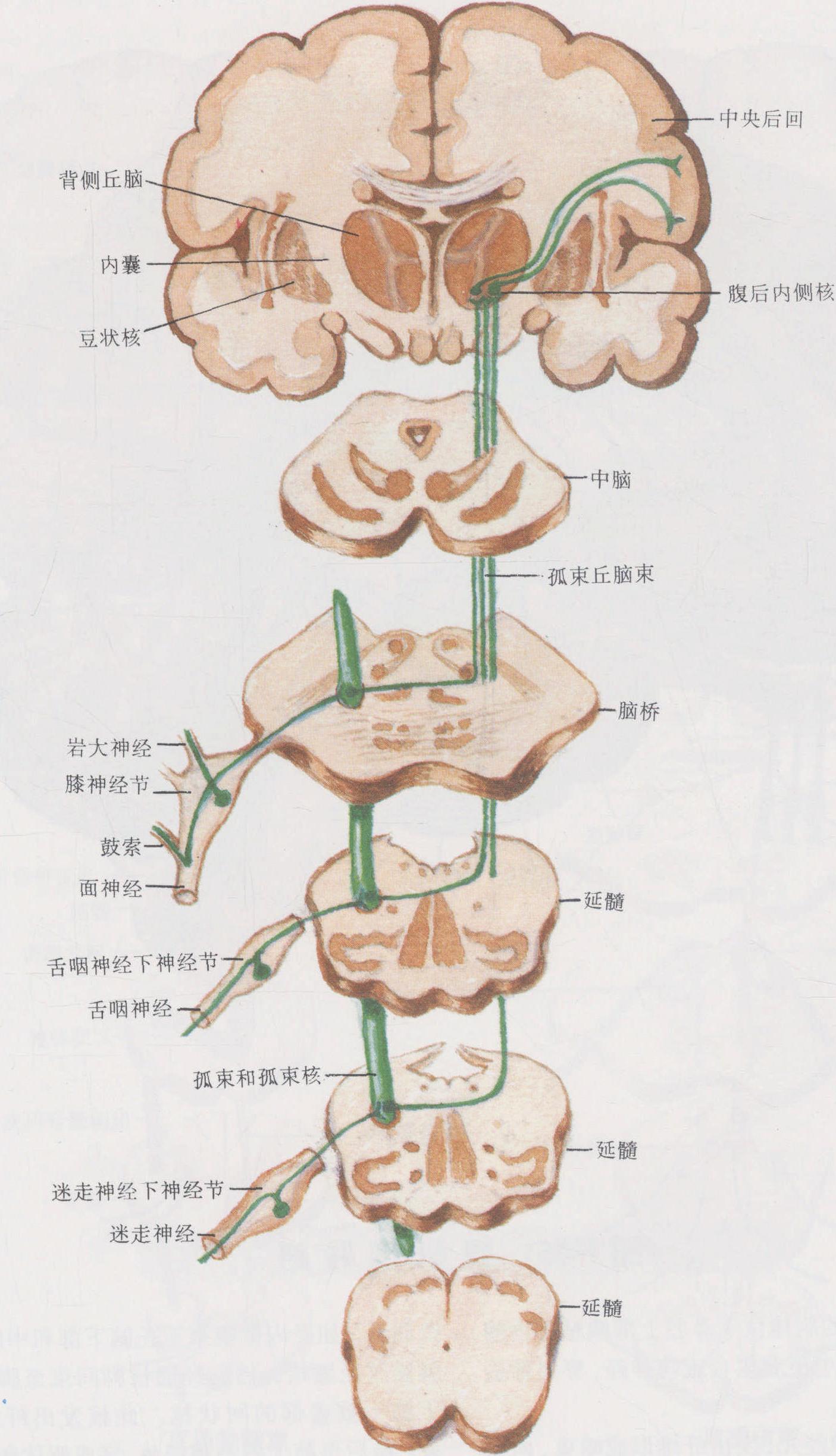 圖1-45 味覺傳導(dǎo)路